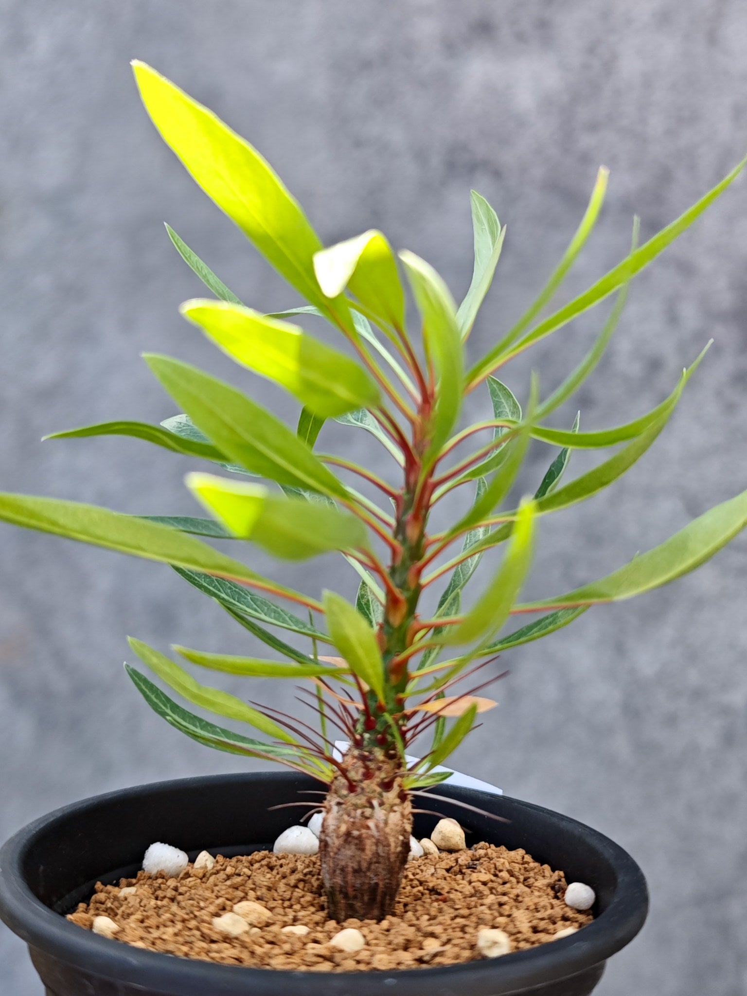 フォークイエリア・プルプシー 実生【L30】 Fouquieria purpusii 塊根
