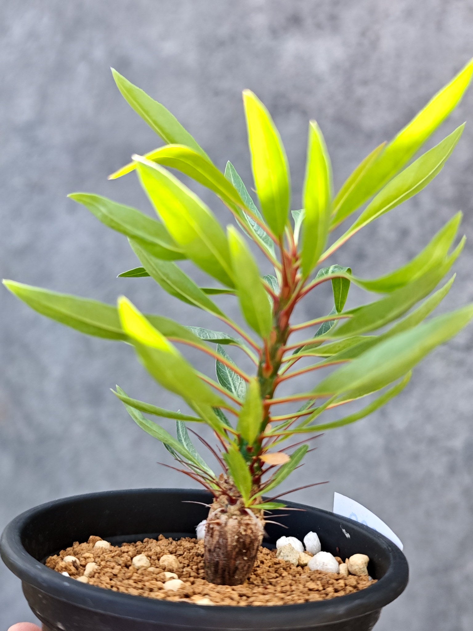 フォークイエリア・プルプシー 実生【L30】 Fouquieria purpusii 塊根