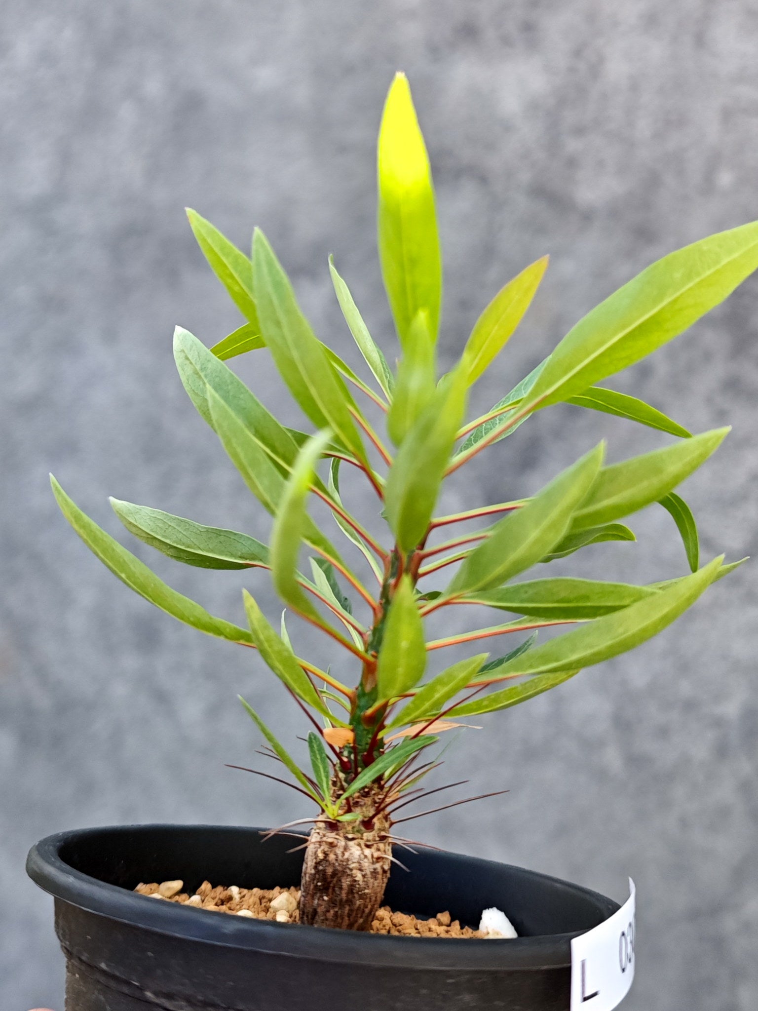 フォークイエリア・プルプシー 実生【L30】 Fouquieria purpusii 塊根