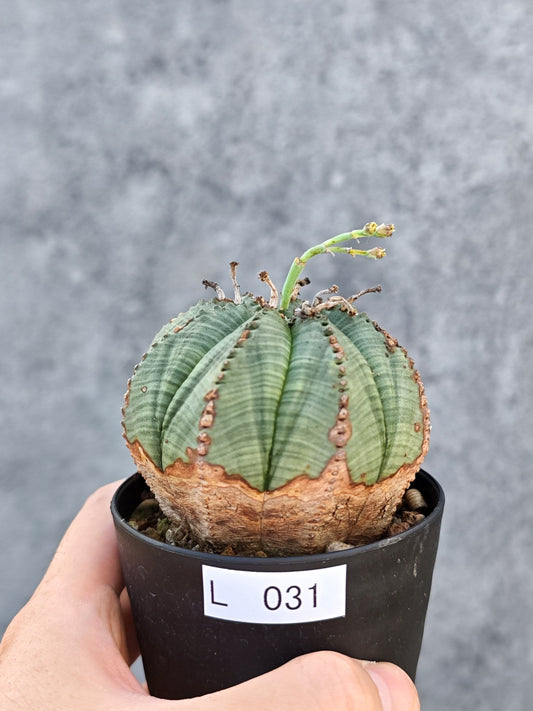 【現品限り】ユーフォルビア・オベサ【L31】 Euphorbia obesa