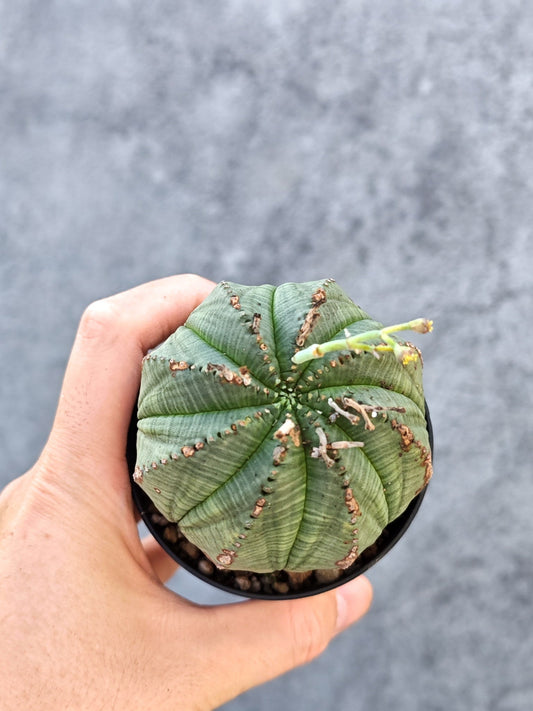【現品限り】ユーフォルビア・オベサ【L31】 Euphorbia obesa