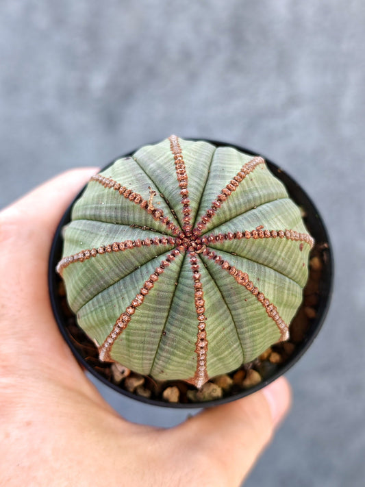 【現品限り】ユーフォルビア・オベサ【L32】 Euphorbia obesa