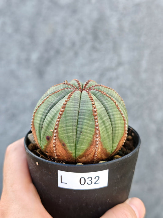 【現品限り】ユーフォルビア・オベサ【L32】 Euphorbia obesa