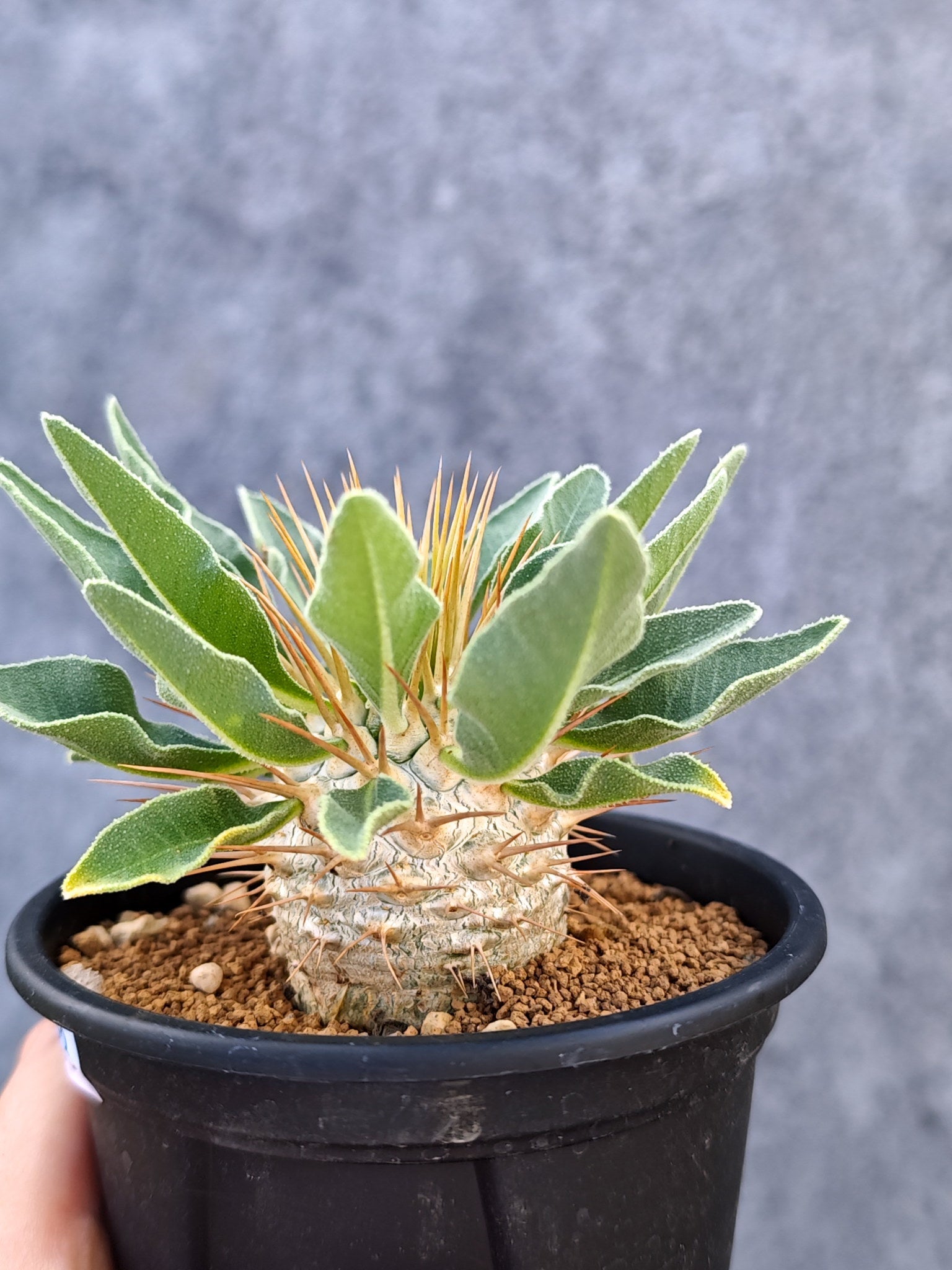 パキポディウム・ナマクアナム 光堂 実生【L33】 Pachypodium