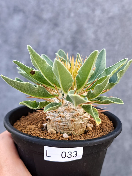 【現品限り】パキポディウム・ナマクアナム 光堂 実生【L33】 Pachypodium namaquanum
