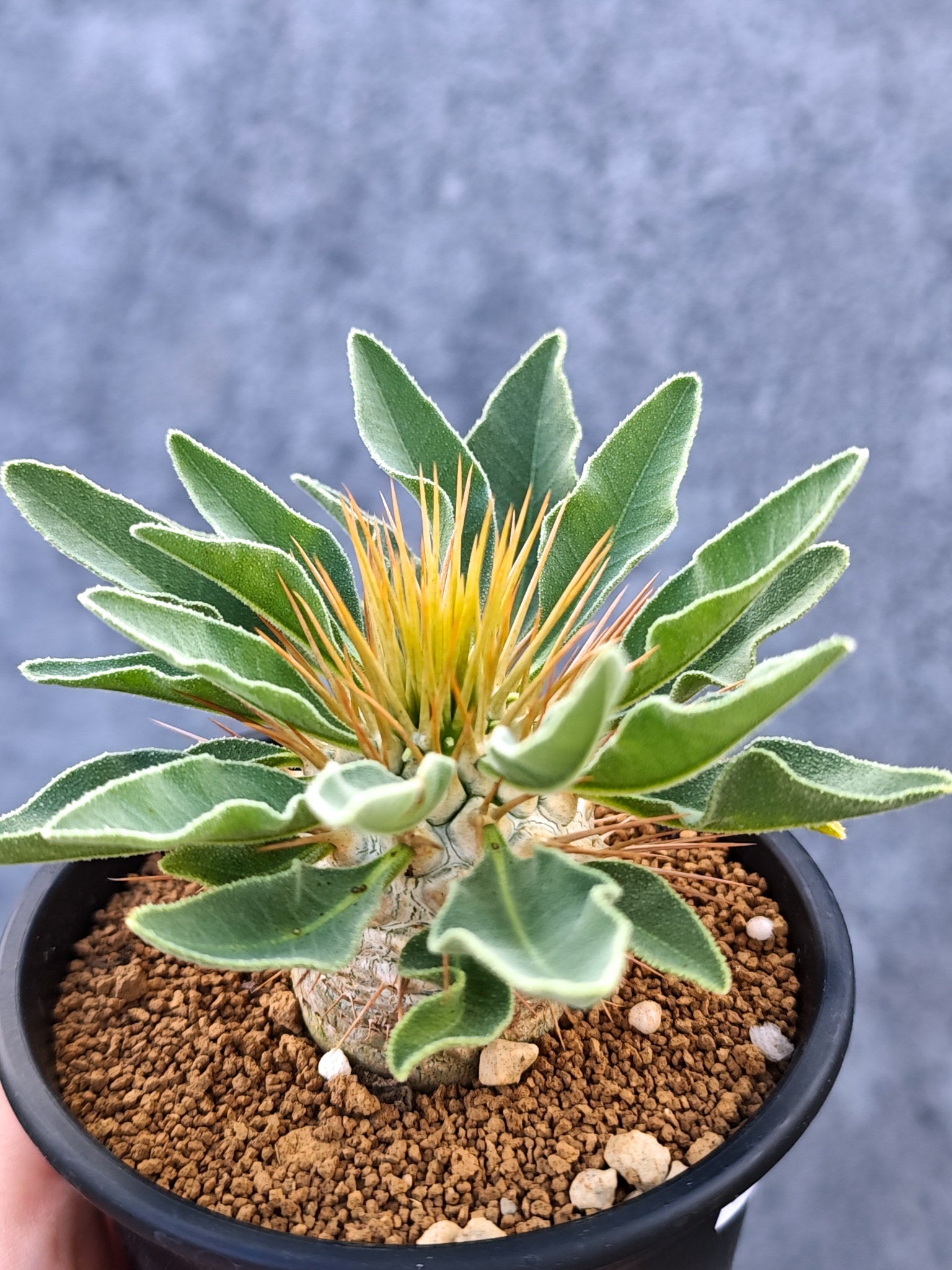 パキポディウム・ナマクアナム 光堂 実生【L33】 Pachypodium