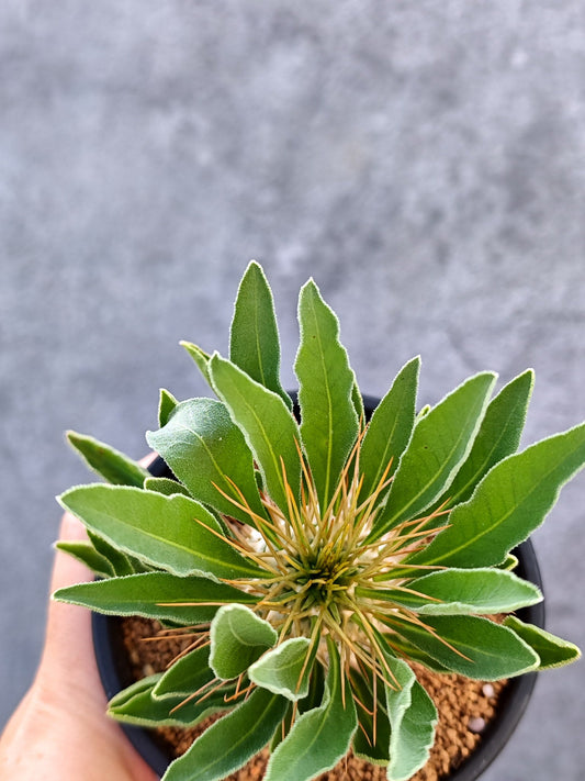 【現品限り】パキポディウム・ナマクアナム 光堂 実生【L34】 Pachypodium namaquanum