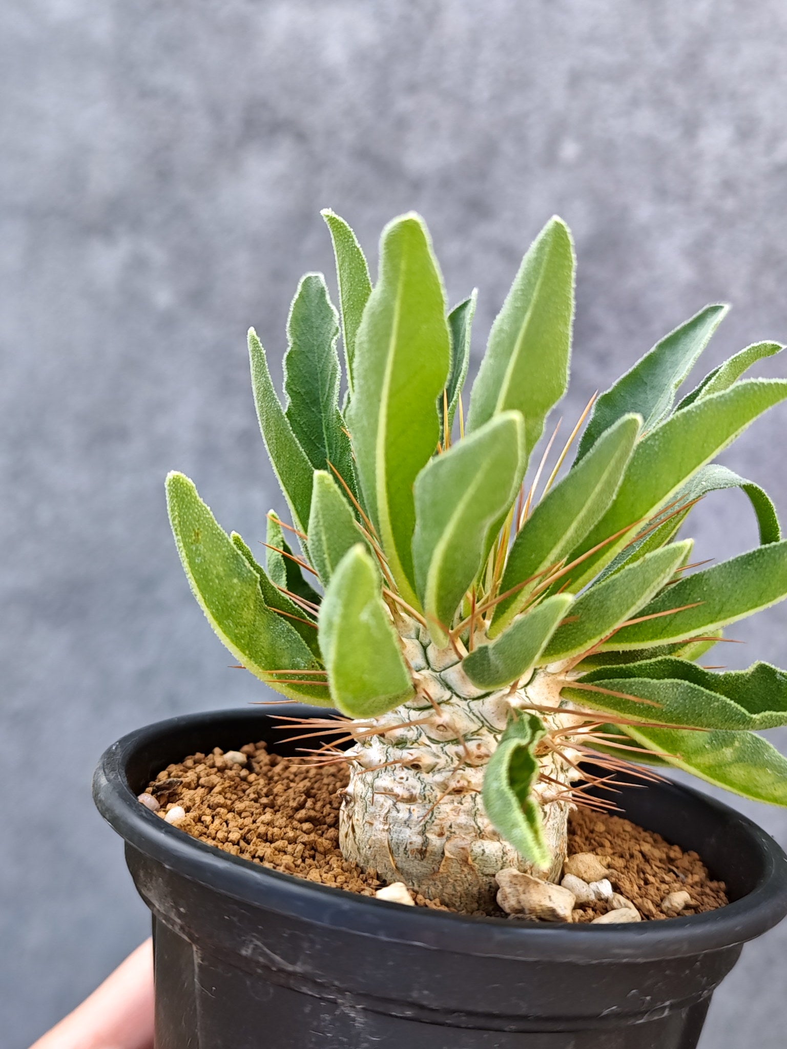 パキポディウム・ナマクアナム 光堂 実生【L34】 Pachypodium