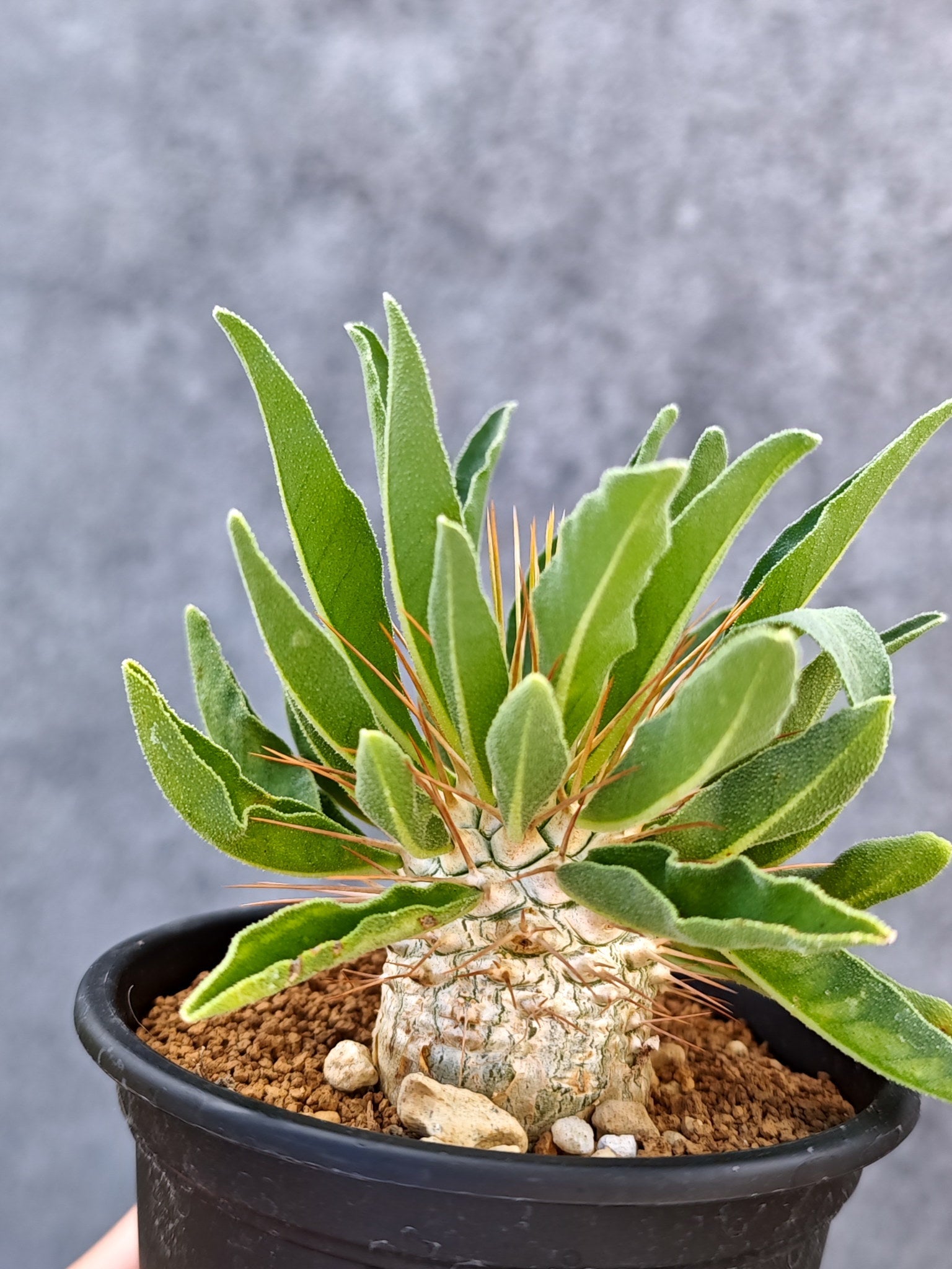 パキポディウム・ナマクアナム 光堂 実生【L34】 Pachypodium