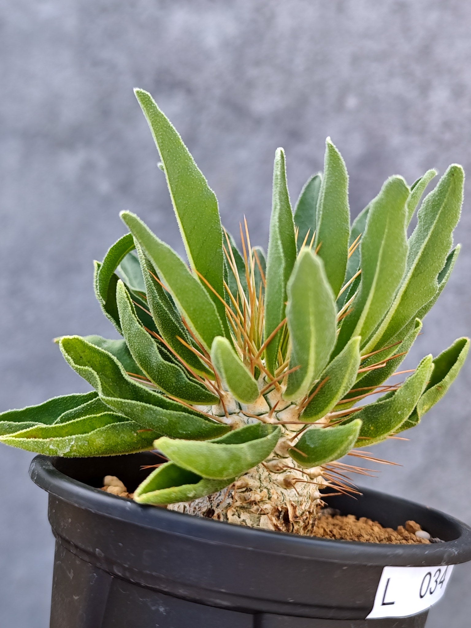 パキポディウム・ナマクアナム 光堂 実生【L34】 Pachypodium