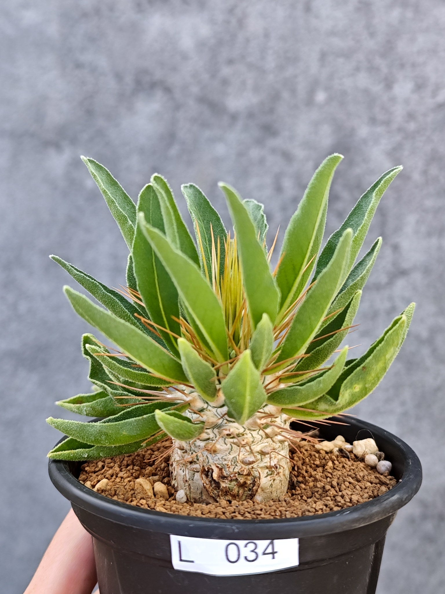 パキポディウム・ナマクアナム 光堂 実生【L34】 Pachypodium