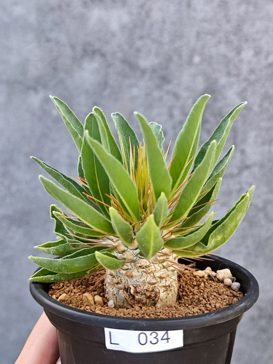 【現品限り】パキポディウム・ナマクアナム 光堂 実生【L34】 Pachypodium namaquanum