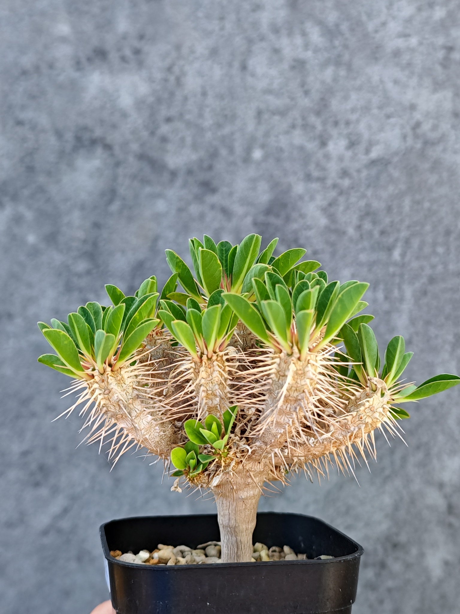 ユーフォルビア・ギラウミニアナ 実生【L35】 Euphorbia