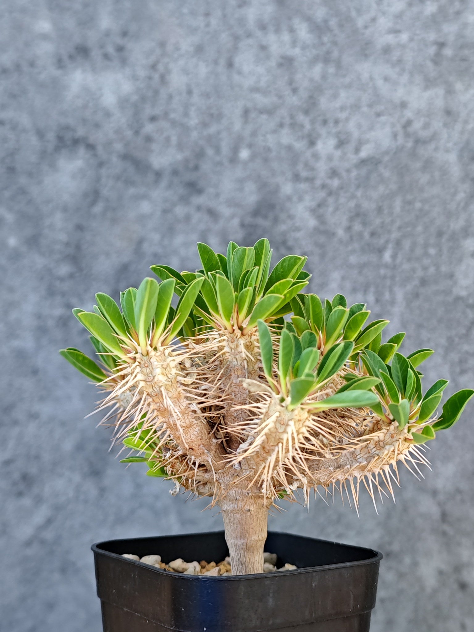 ユーフォルビア ギラウミニアナ 実生　4 ユーフォルビア・ギラウミニアナ 実生【L35】 Euphorbia