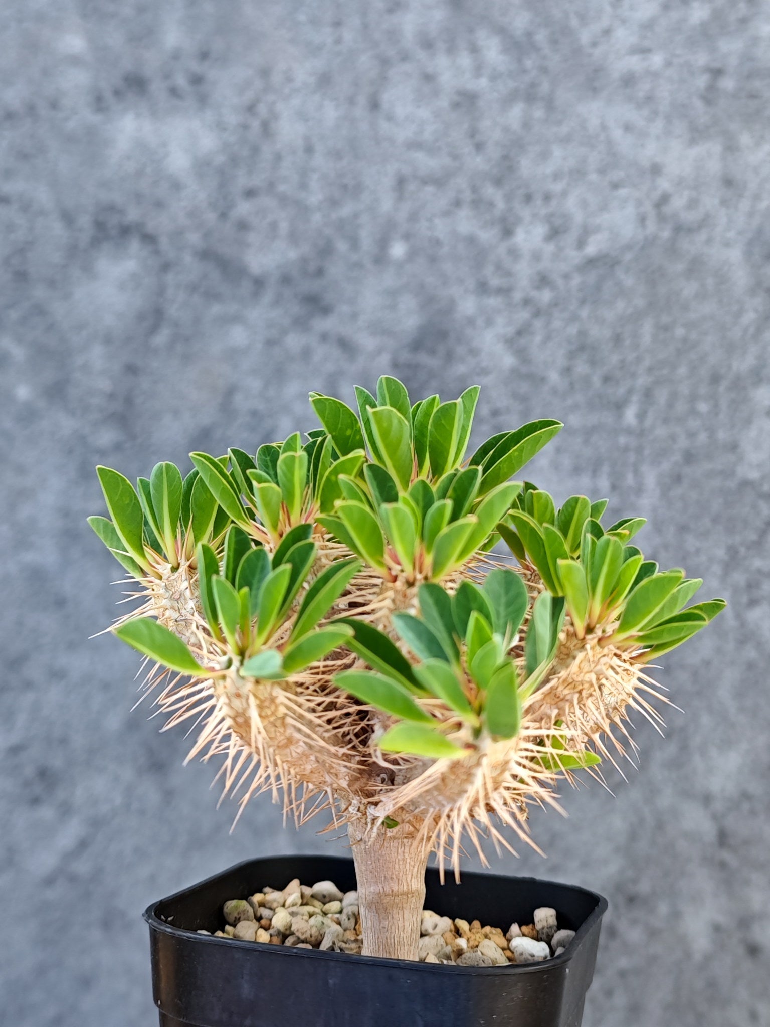 ユーフォルビア・ギラウミニアナ 実生【L35】 Euphorbia