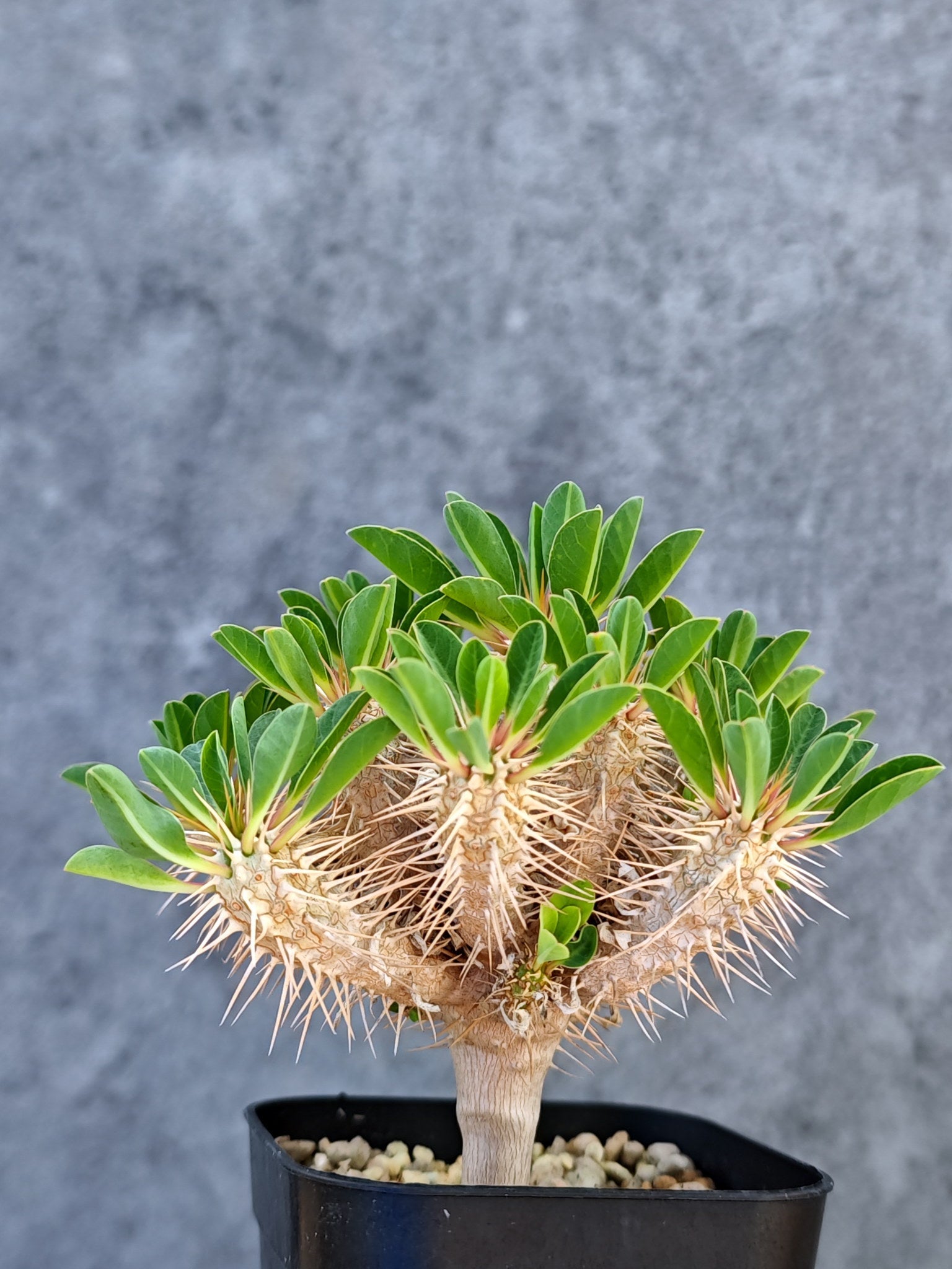 ユーフォルビア・ギラウミニアナ 実生【L35】 Euphorbia