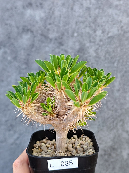 【現品限り】ユーフォルビア・ギラウミニアナ 実生【L35】 Euphorbia guillauminiana