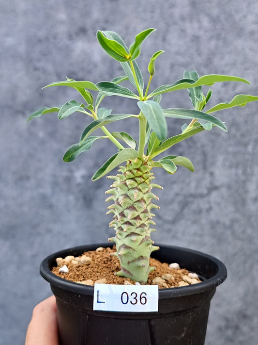 【現品限り】ユーフォルビア・ロンギツベルクローサ【L36】 Euphorbia longituberculosa