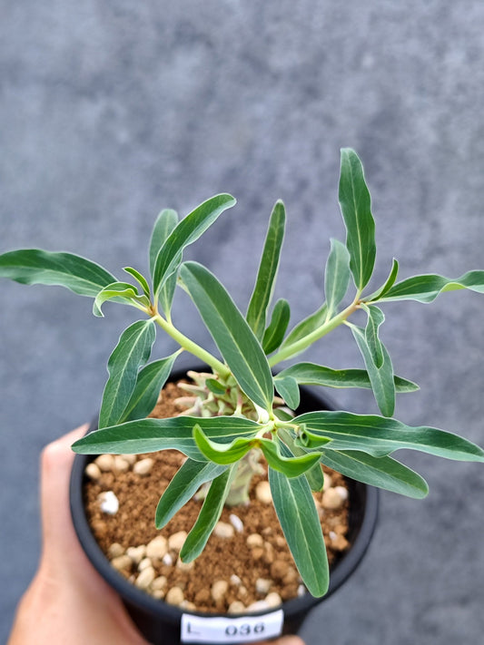【現品限り】ユーフォルビア・ロンギツベルクローサ【L36】 Euphorbia longituberculosa