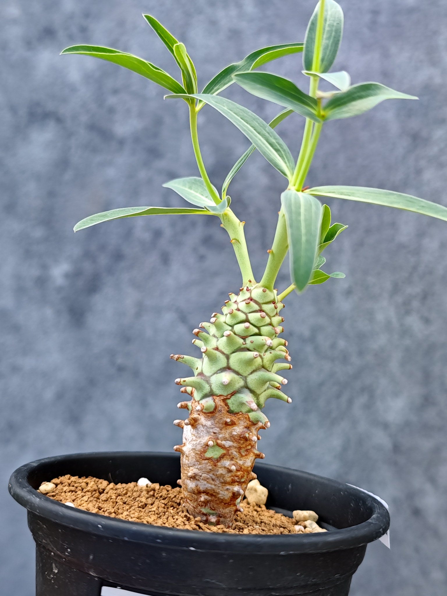 ユーフォルビア・ロンギツベルクローサ【L37】 Euphorbia