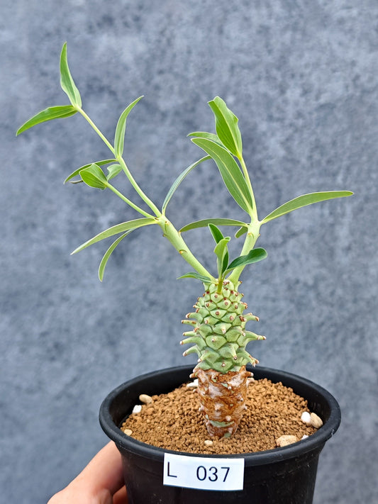 【現品限り】ユーフォルビア・ロンギツベルクローサ【L37】 Euphorbia longituberculosa