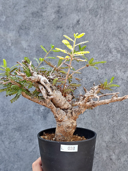 【現品限り】ボスウェリア・ネグレクタ 現地株【L38】 Boswellia neglecta