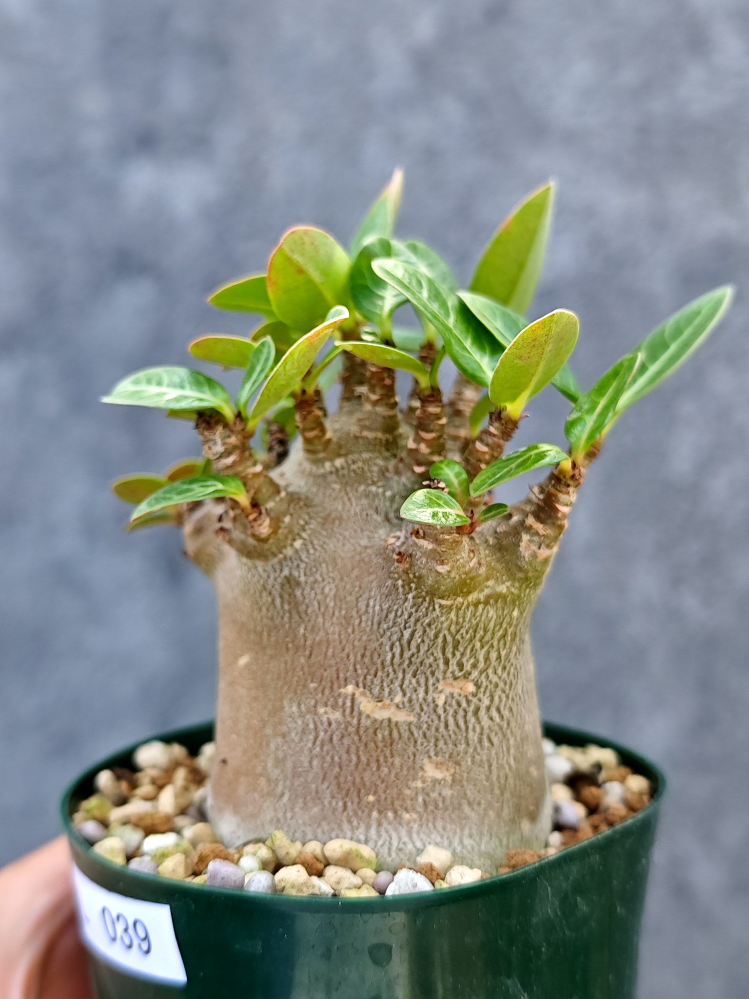 アデニウム・アラビカム ブラックスキン ドワーフ【L39】 Adenium
