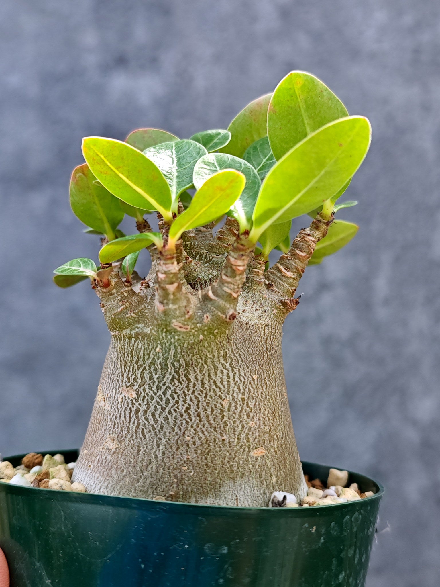 アデニウム・アラビカム ブラックスキン ドワーフ【L39】 Adenium