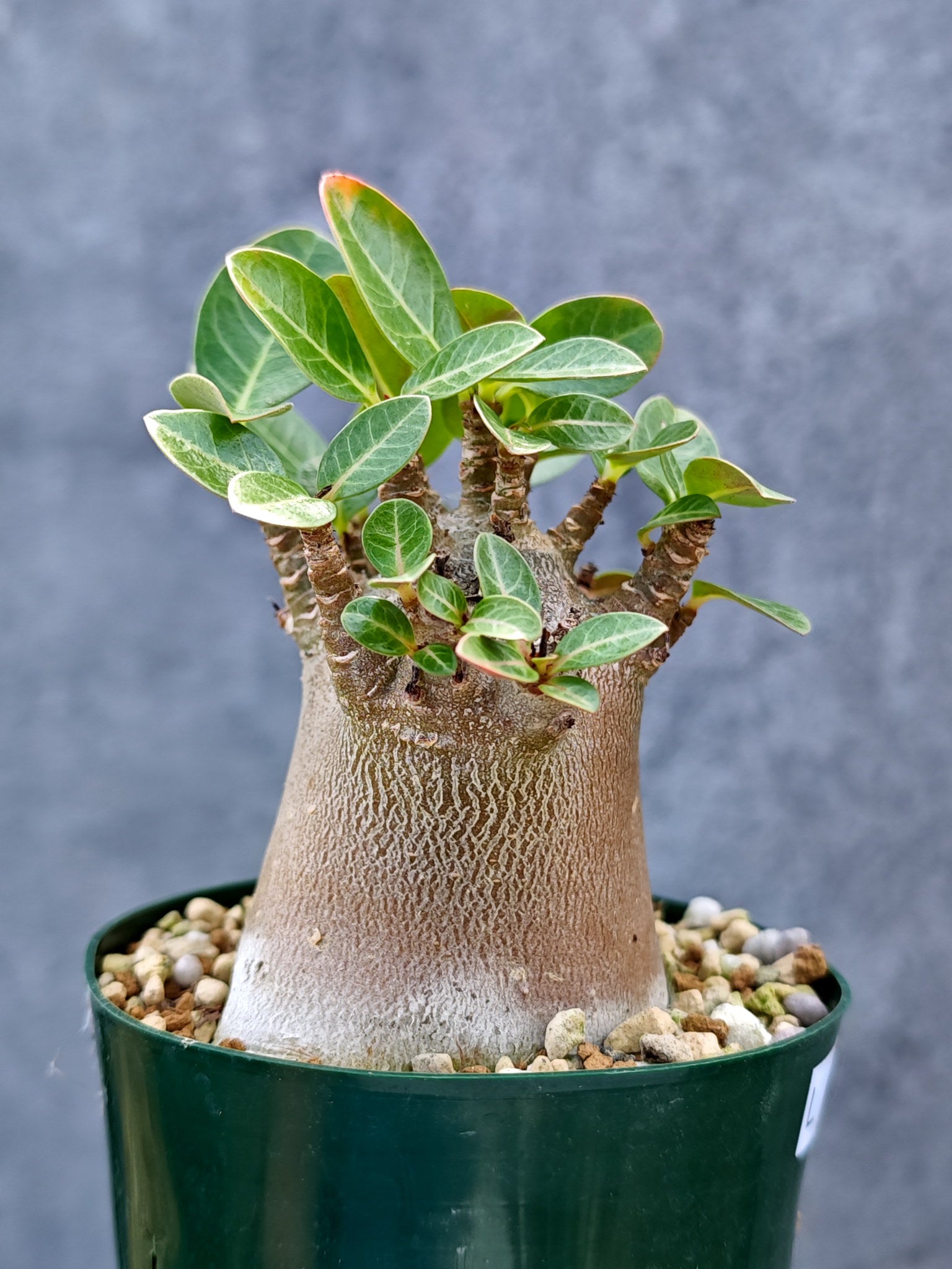 アデニウム・アラビカム ブラックスキン ドワーフ【L39】 Adenium