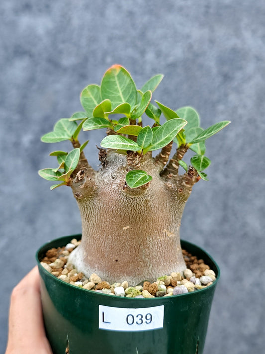 【現品限り】アデニウム・アラビカム ブラックスキン ドワーフ【L39】 Adenium arabicum 'Black skin'
