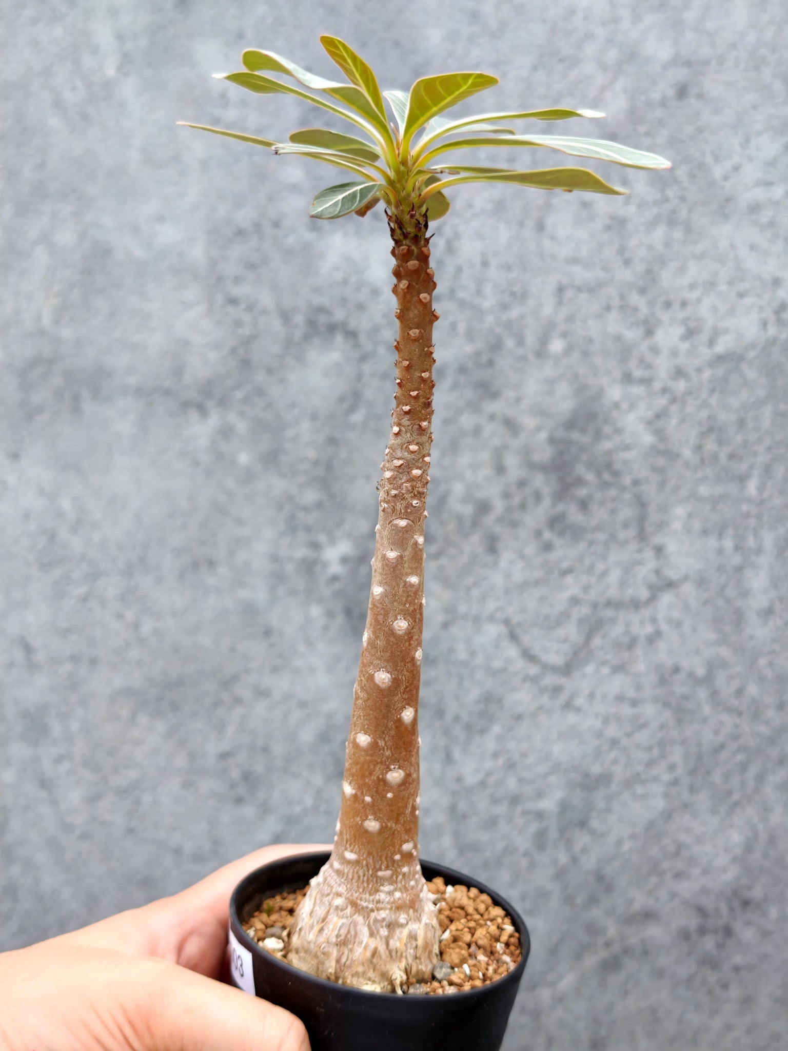 アデニウム・ソコトラナム 実生【L3】 Adenium socotranum 塊根植物