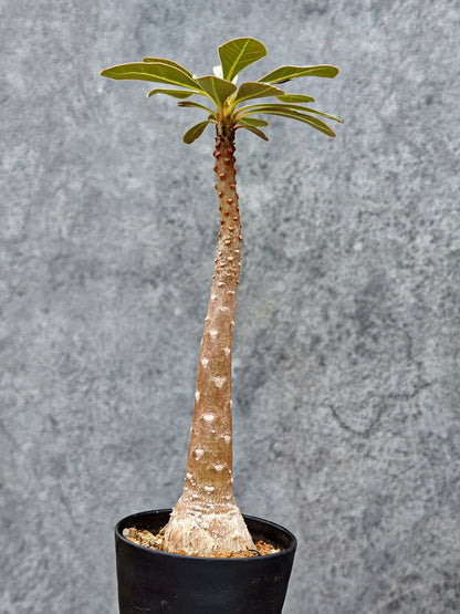 【現品限り】アデニウム・ソコトラナム 実生【L3】 Adenium socotranum