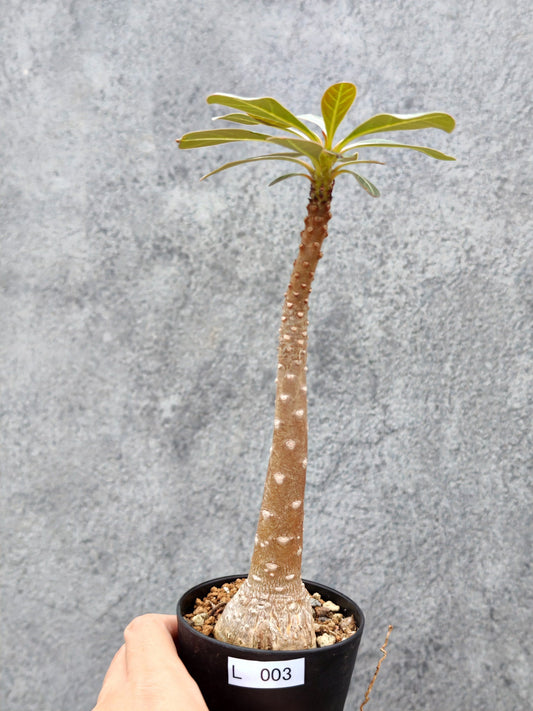 【現品限り】アデニウム・ソコトラナム 実生【L3】 Adenium socotranum