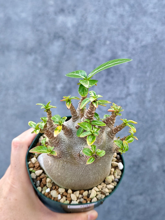 【現品限り】アデニウム・アラビカム ブラックスキン ドワーフ【L40】 Adenium arabicum 'Black skin'