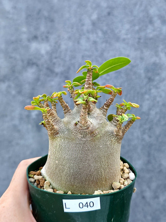 【現品限り】アデニウム・アラビカム ブラックスキン ドワーフ【L40】 Adenium arabicum 'Black skin'