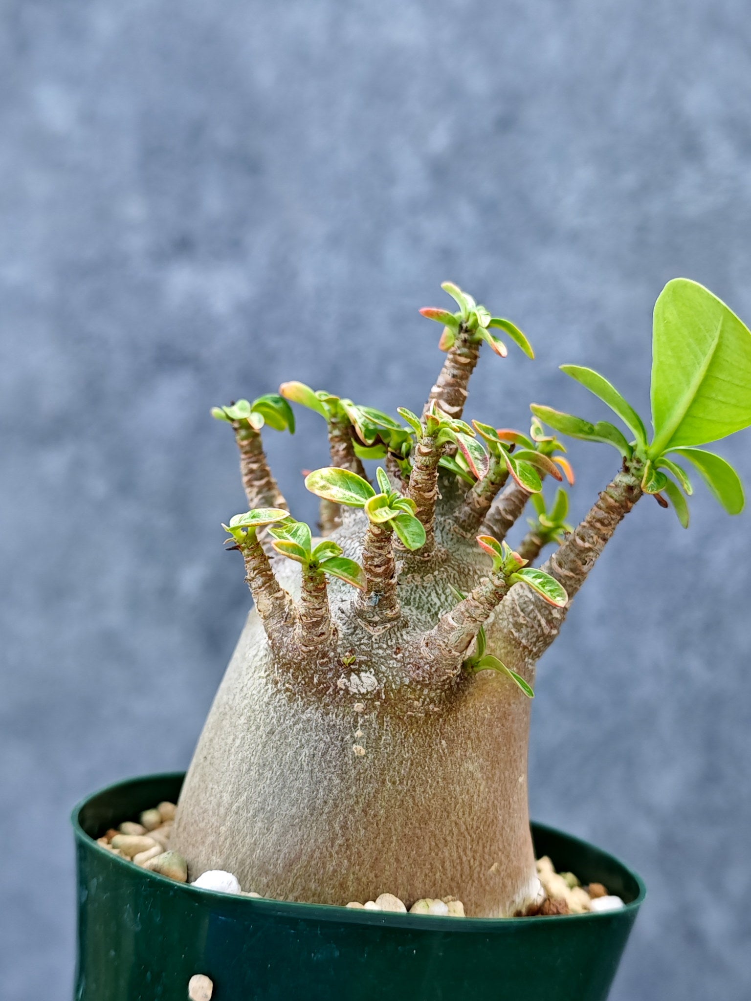 アデニウム・アラビカム ブラックスキン ドワーフ【L40】 Adenium