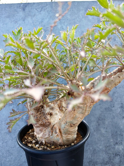 【現品限り】キフォステンマ・ベティフォルメ ナローリーフ 現地株【L41】 Cyphostemma betiforme Somalia