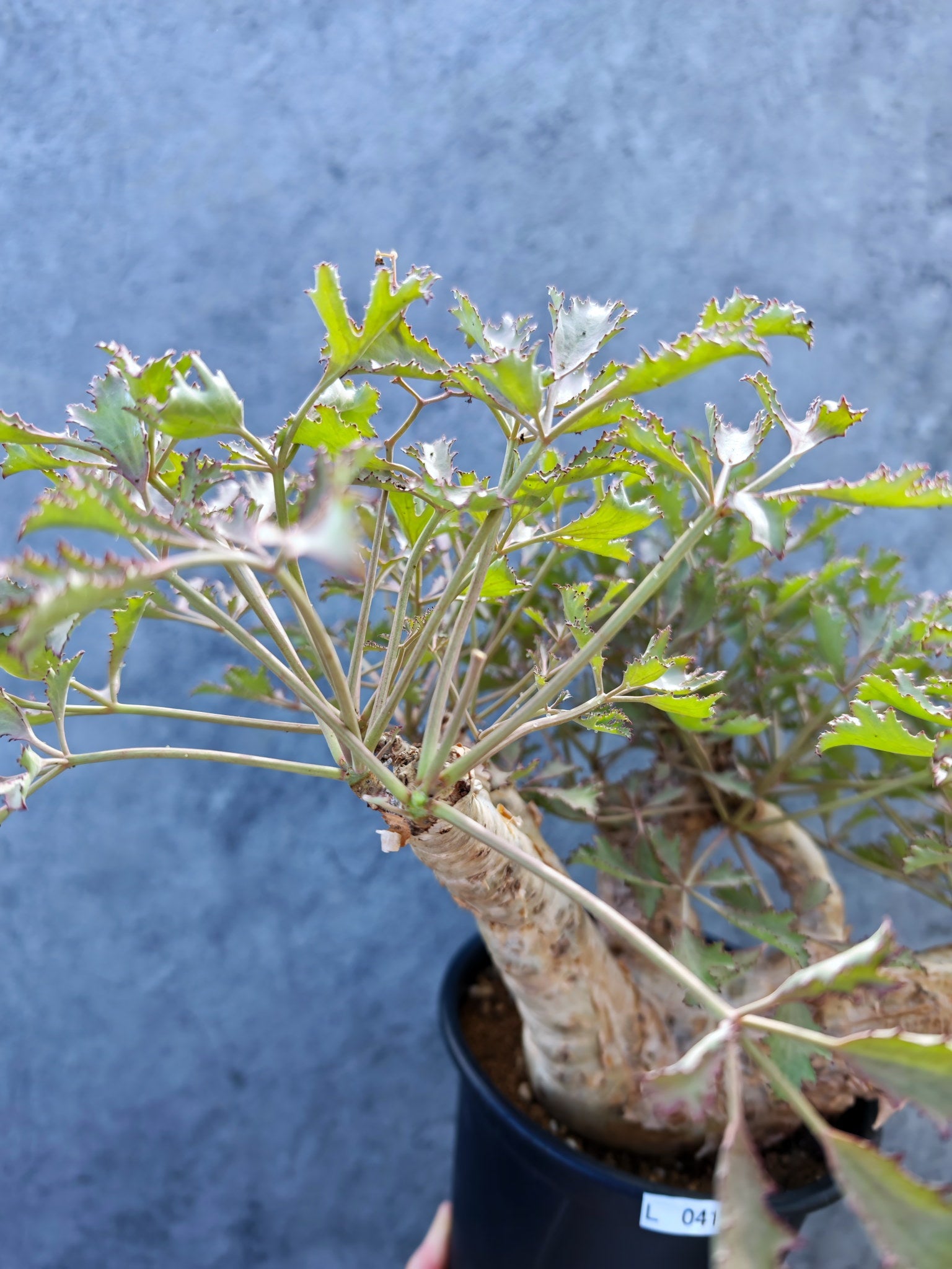 キフォステンマ(Cyphostemma) – プラントブラザーズ
