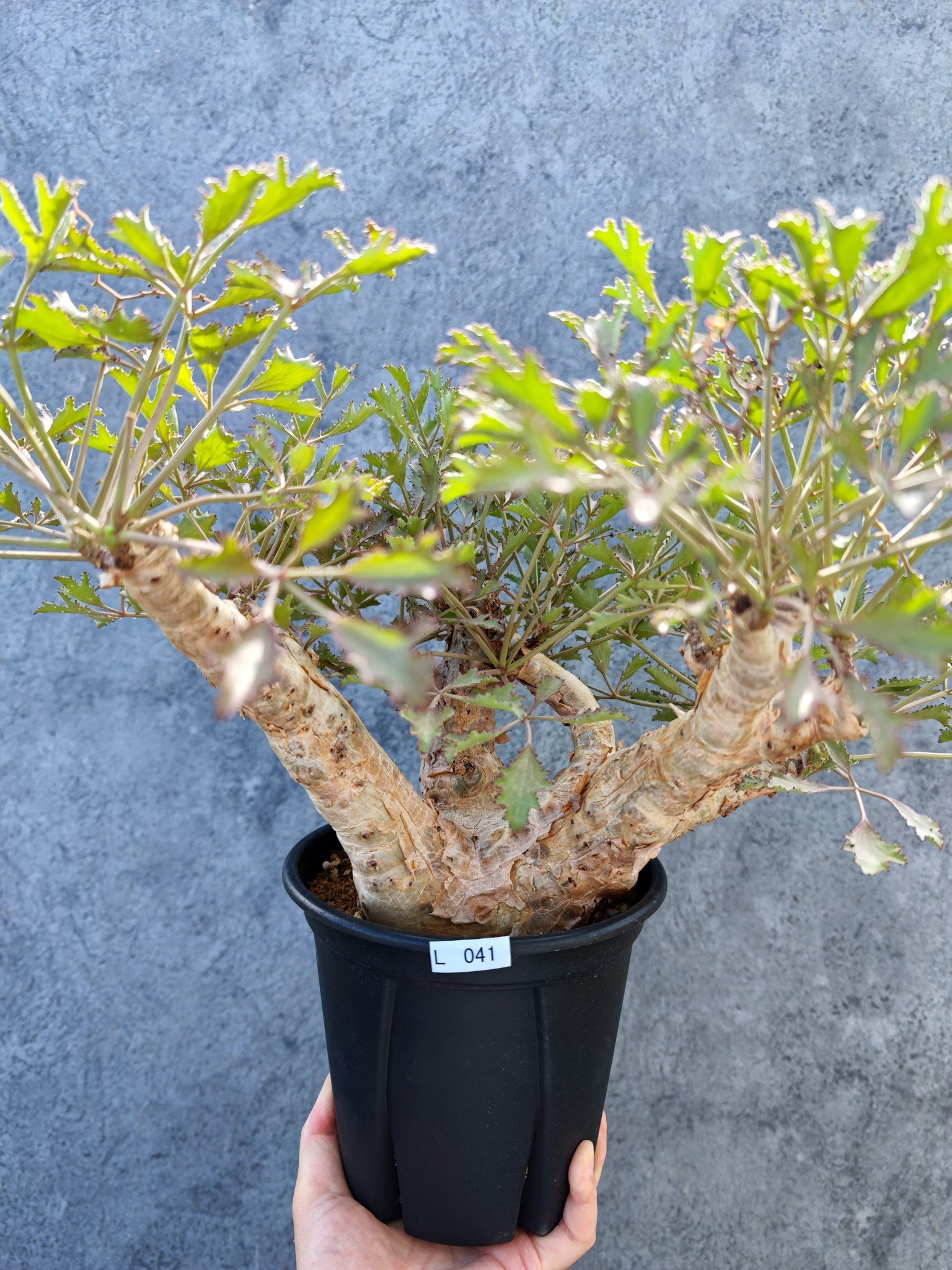 キフォステンマ(Cyphostemma) – プラントブラザーズ