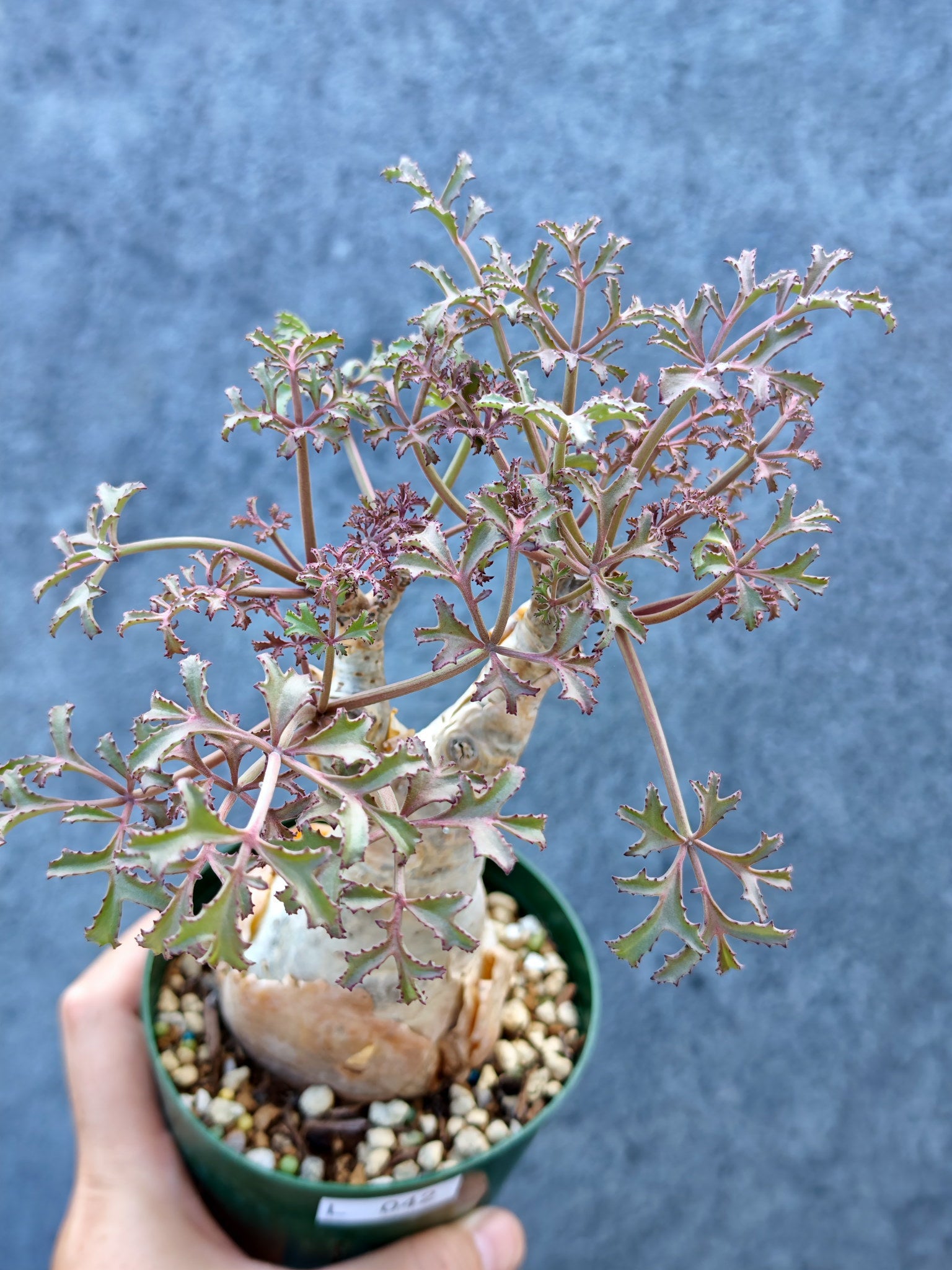 キフォステンマ(Cyphostemma) – プラントブラザーズ