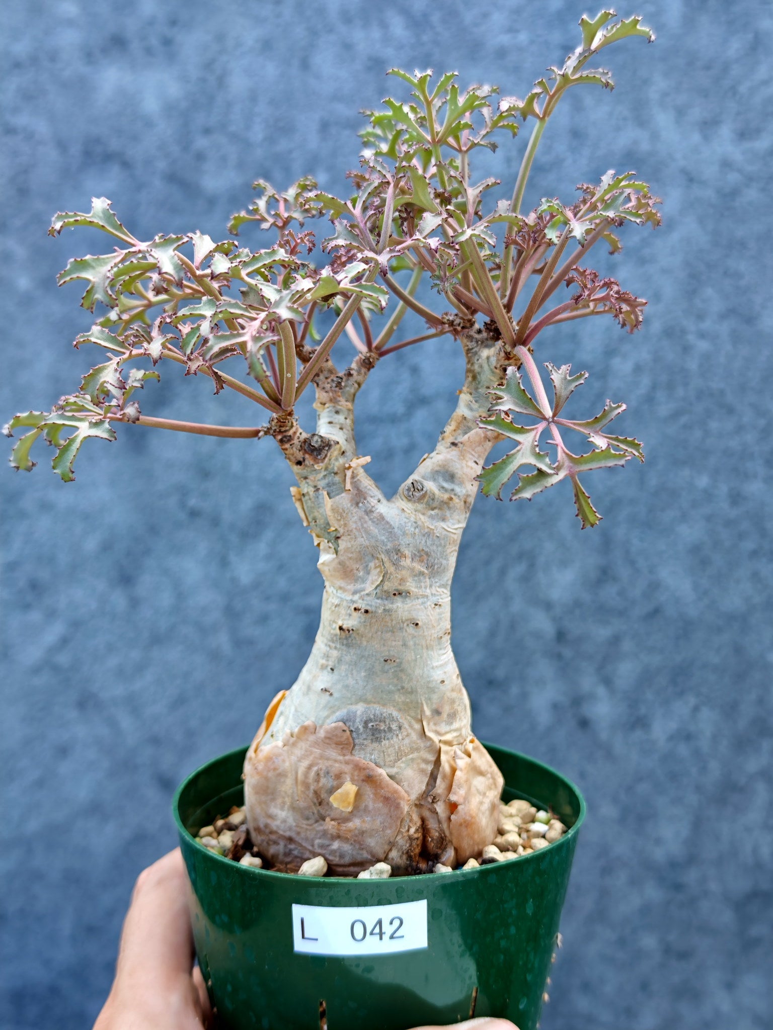 キフォステンマ(Cyphostemma) – プラントブラザーズ
