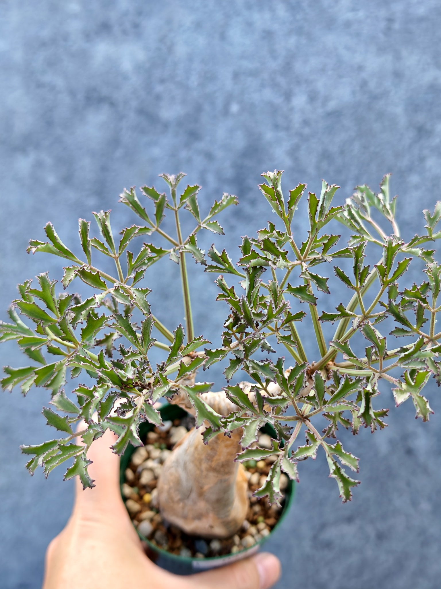 キフォステンマ(Cyphostemma) – プラントブラザーズ