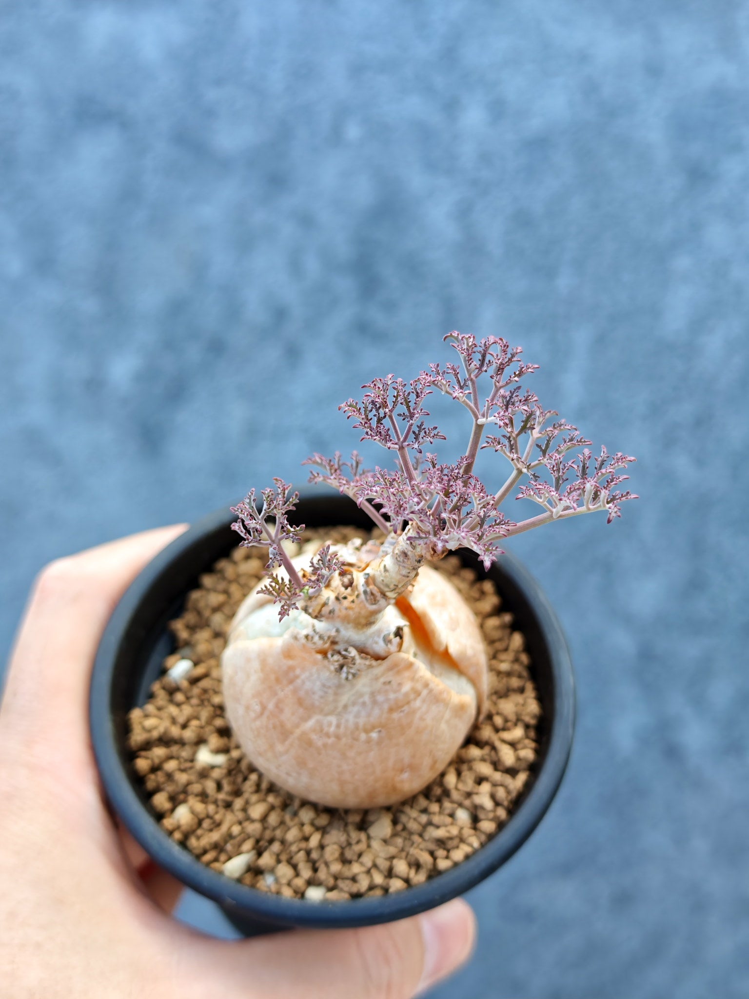 キフォステンマ(Cyphostemma) – プラントブラザーズ