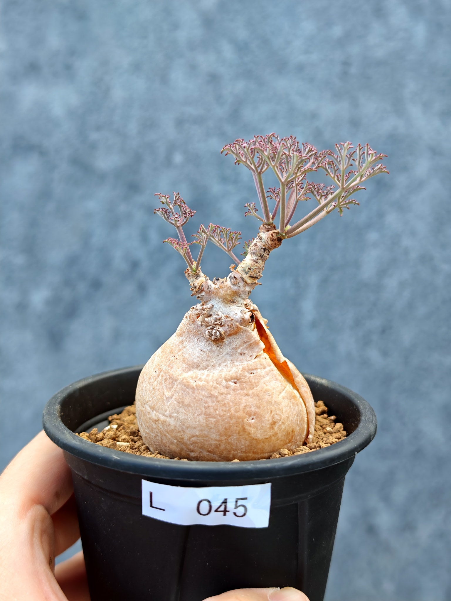キフォステンマ(Cyphostemma) – プラントブラザーズ