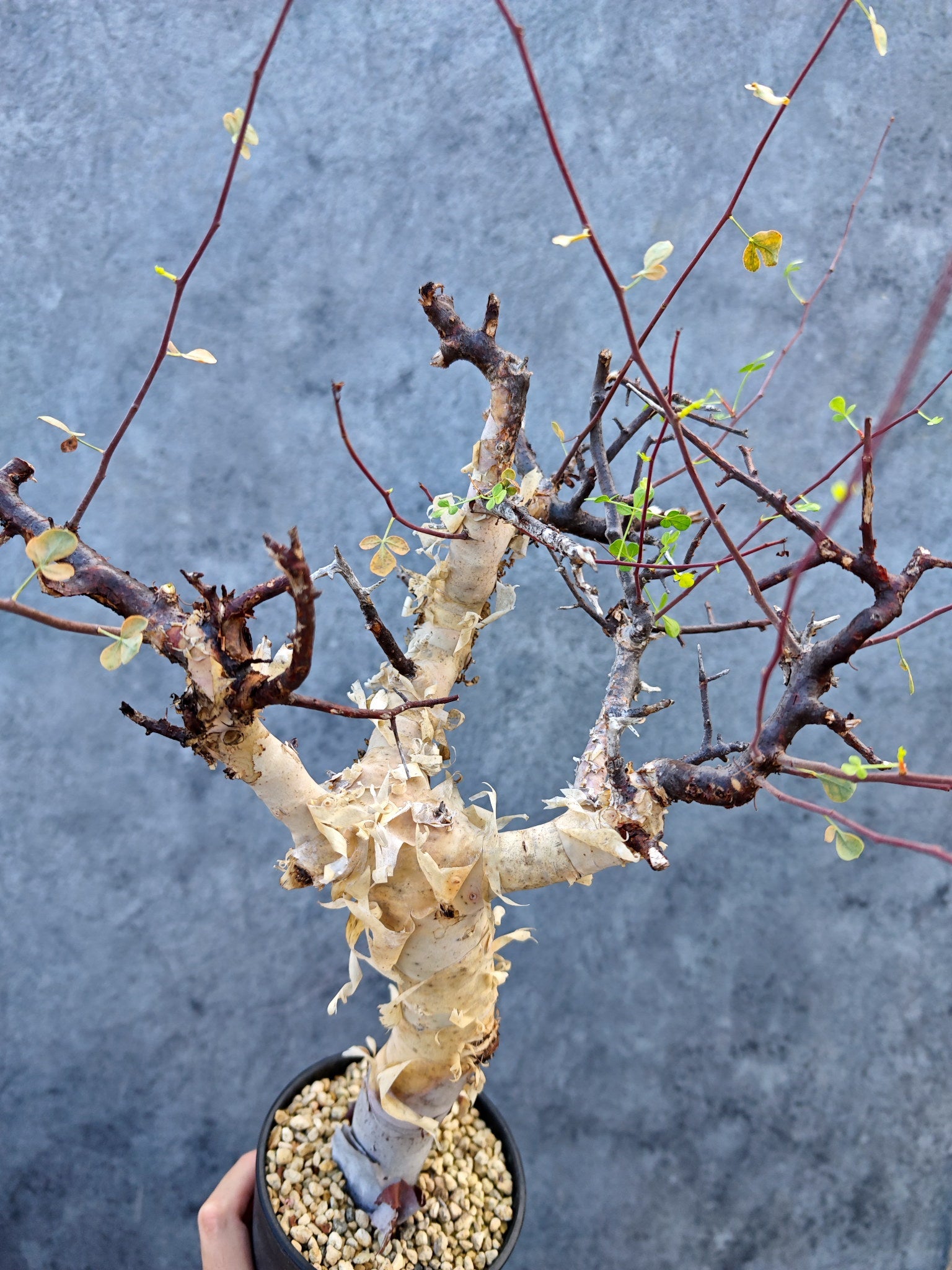 コミフォラ(Commiphora) – プラントブラザーズ