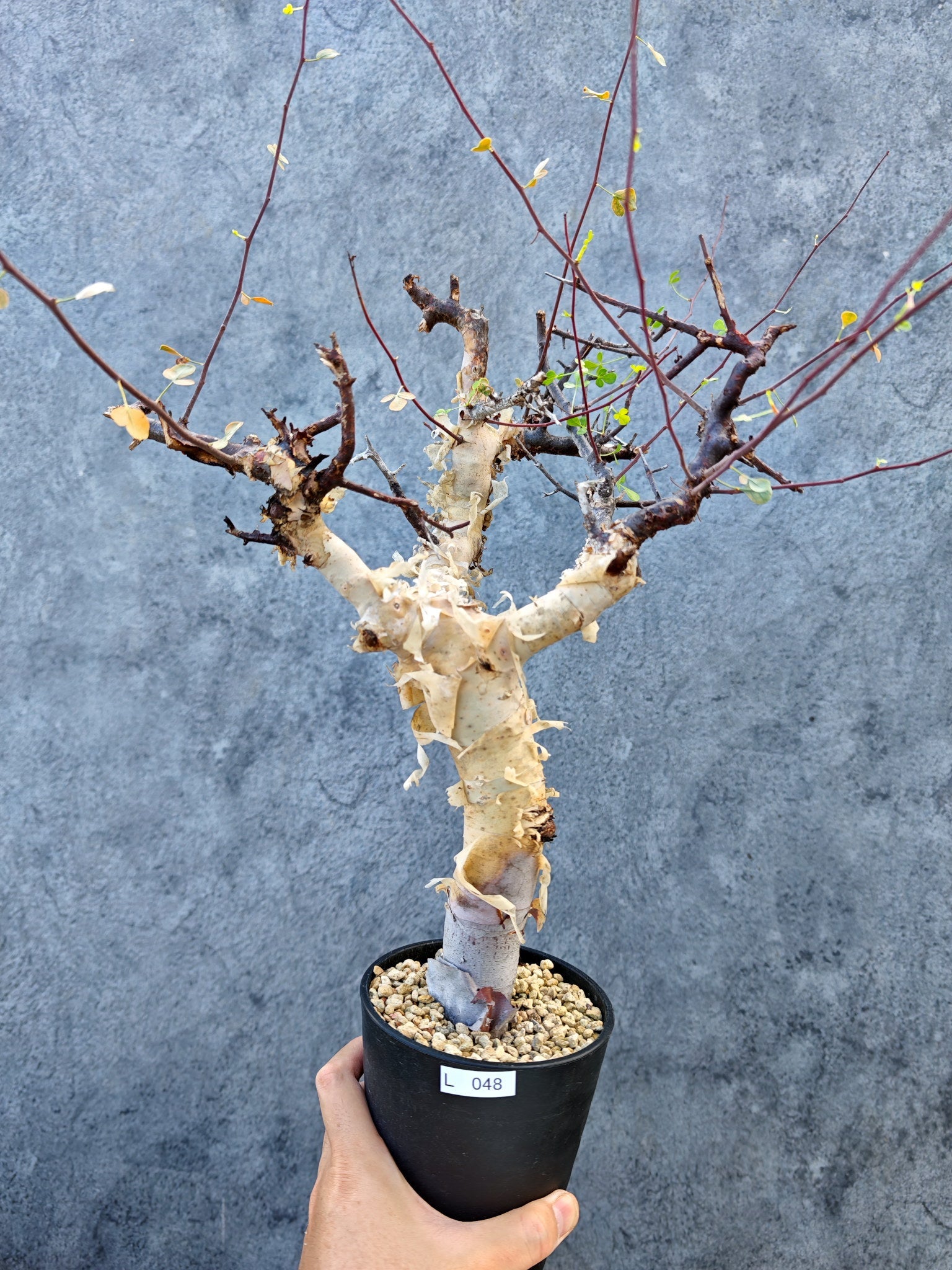 コミフォラ(Commiphora) – プラントブラザーズ