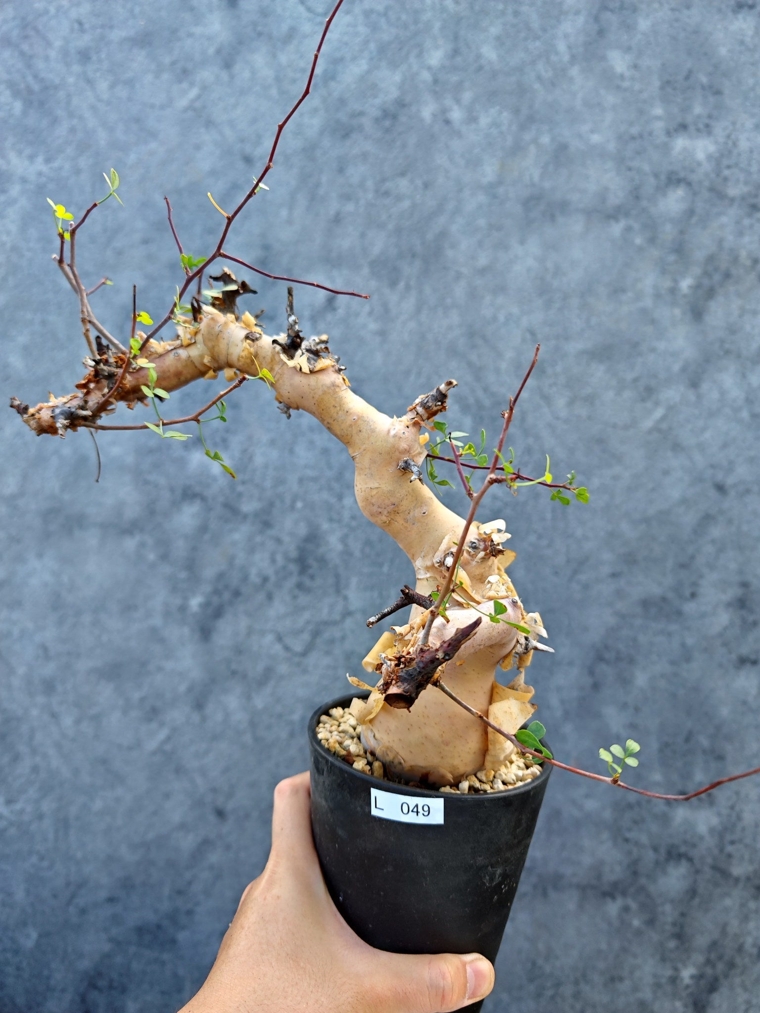 コミフォラ(Commiphora) – プラントブラザーズ