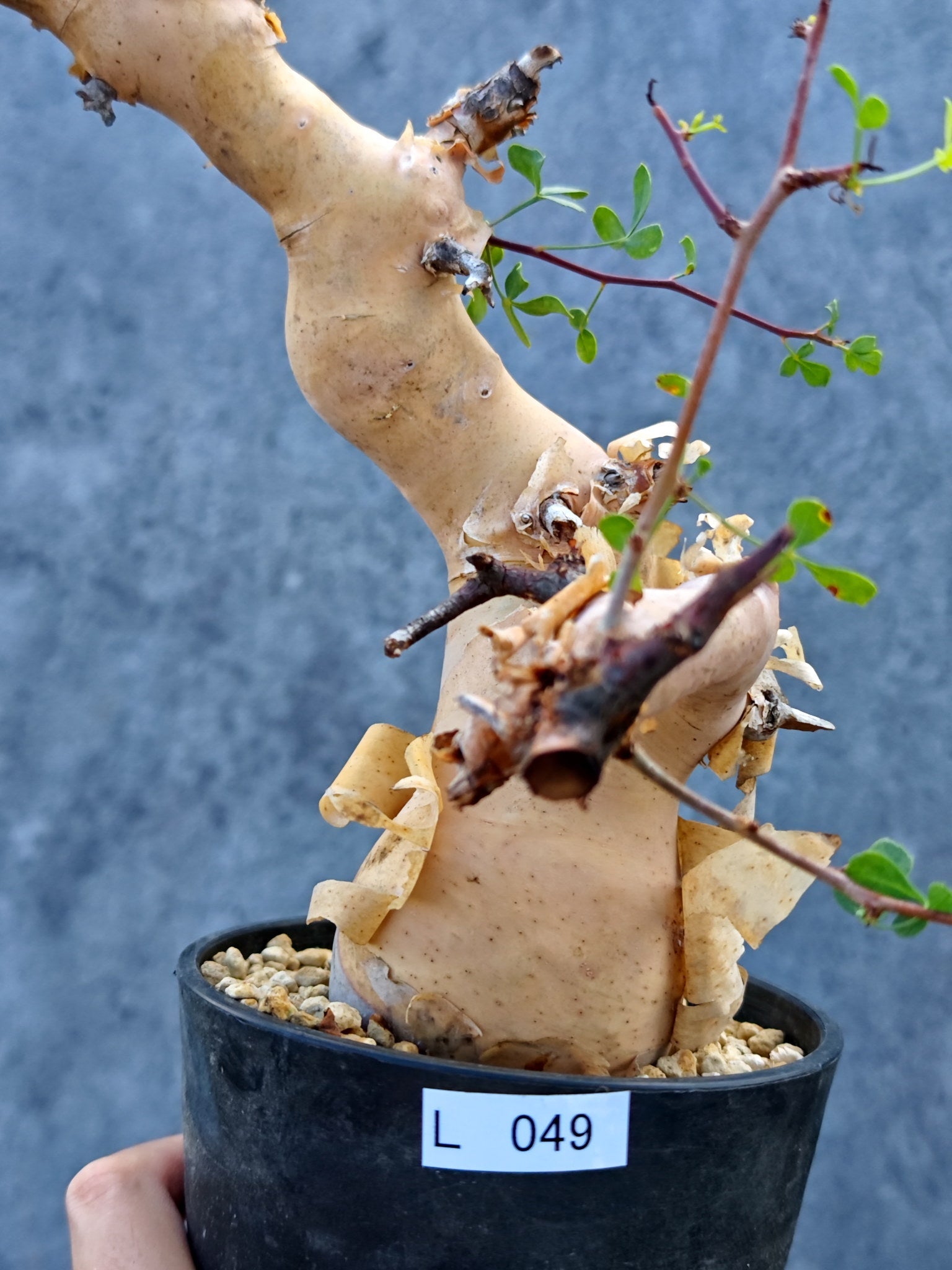 コミフォラ(Commiphora) – プラントブラザーズ