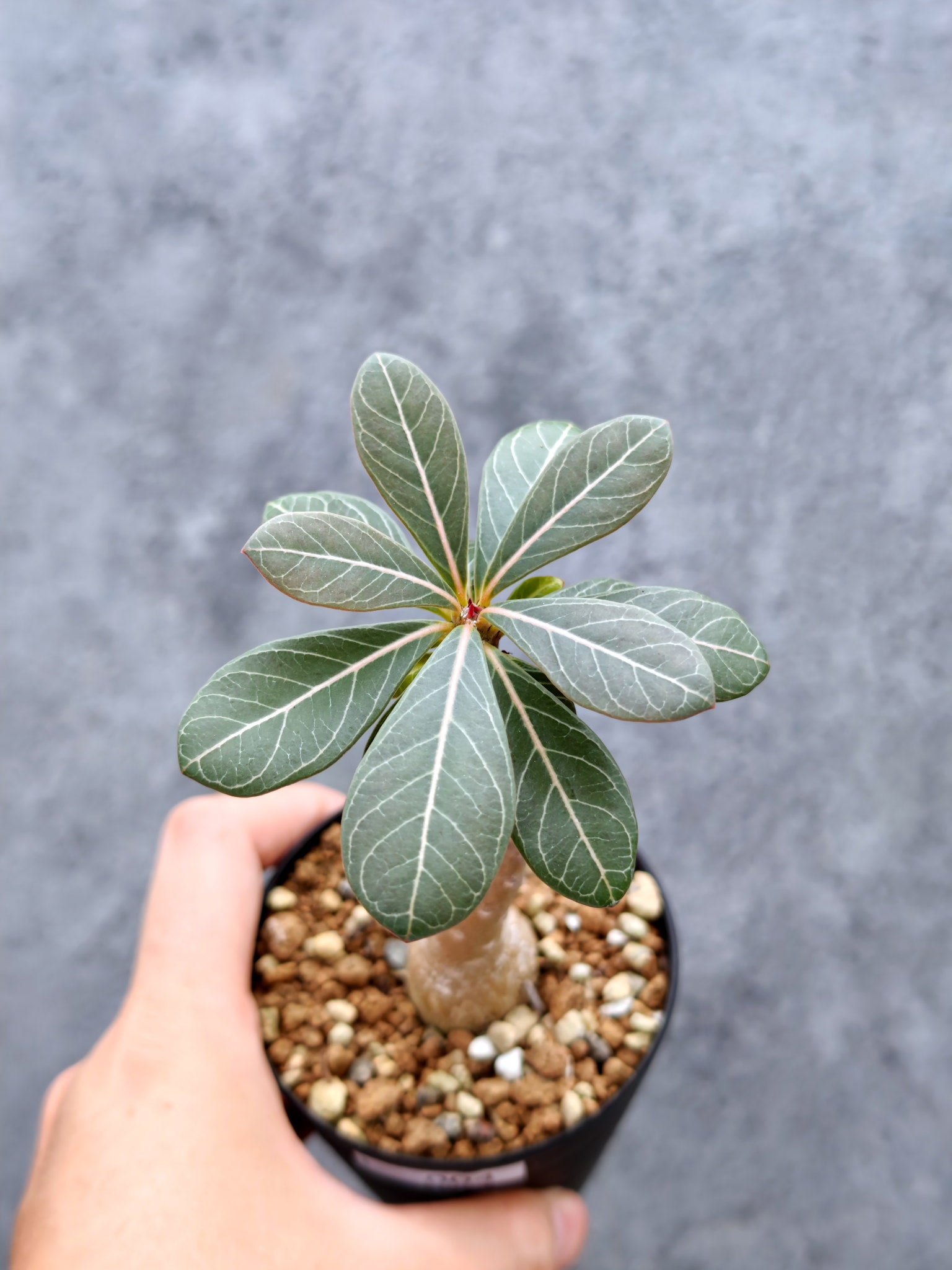 アデニウム・ソコトラナム(純血 実生) アデニウム・ソコトラナム 実生【L4】 Adenium socotranum 塊根植物