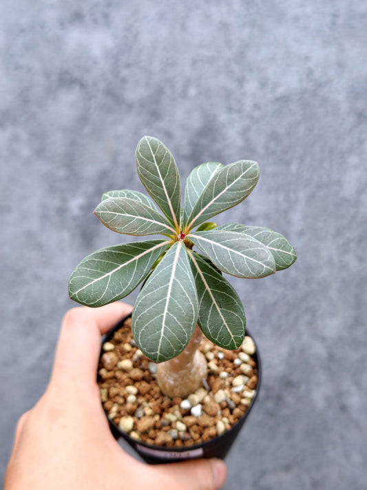 【現品限り】アデニウム・ソコトラナム 実生【L4】 Adenium socotranum